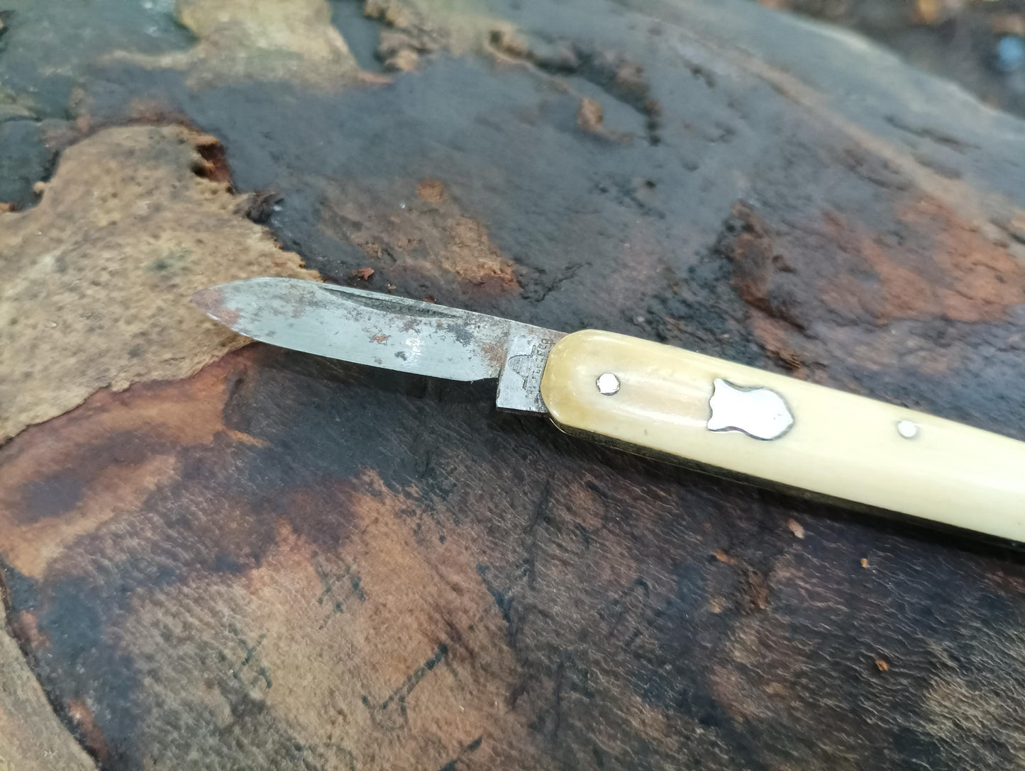 Victorian Sheffield Steel Penknife: Antique Folding Pocket Tool