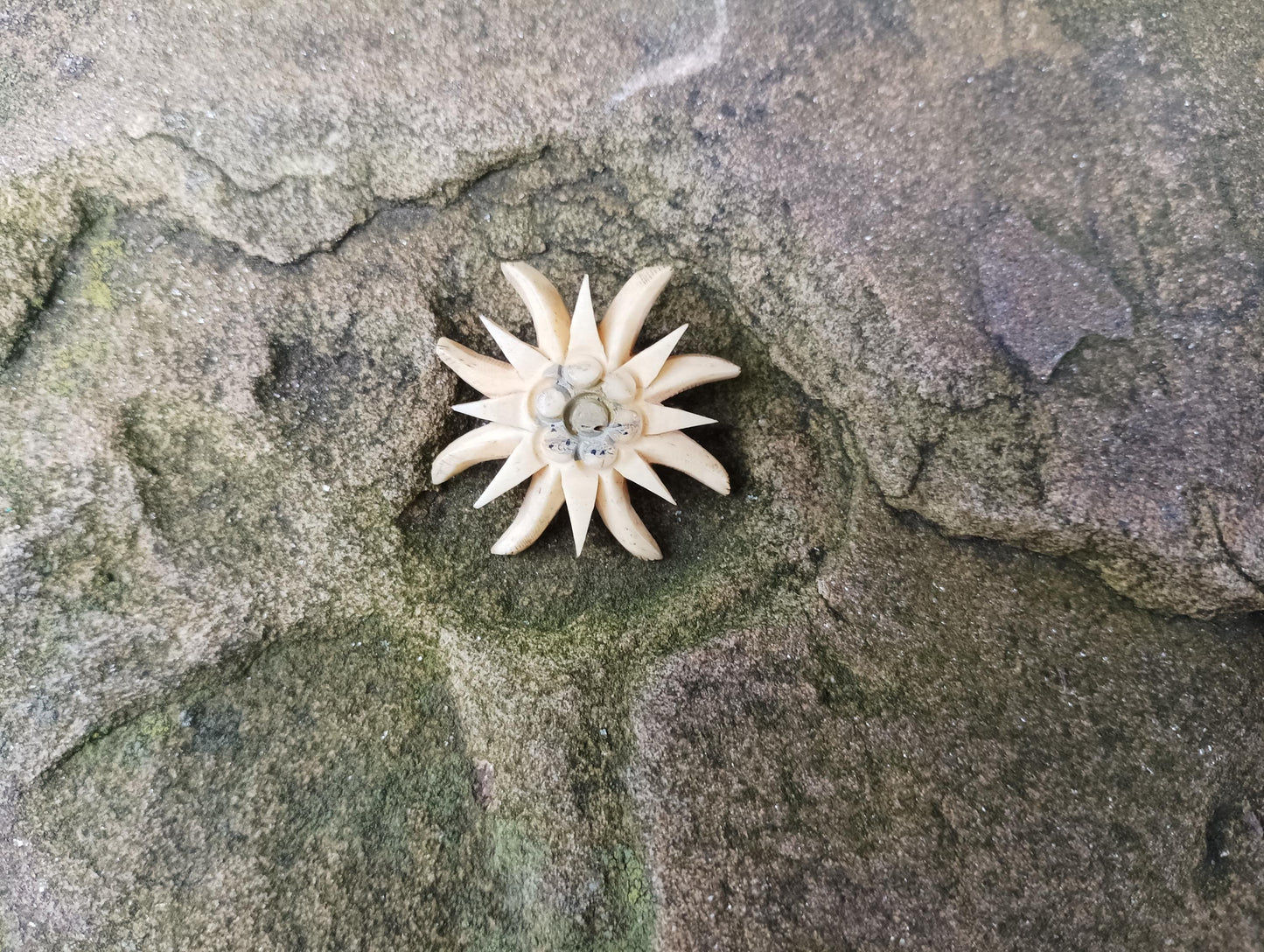 1930s Vintage Carved Bone Edelweiss Flower Brooch